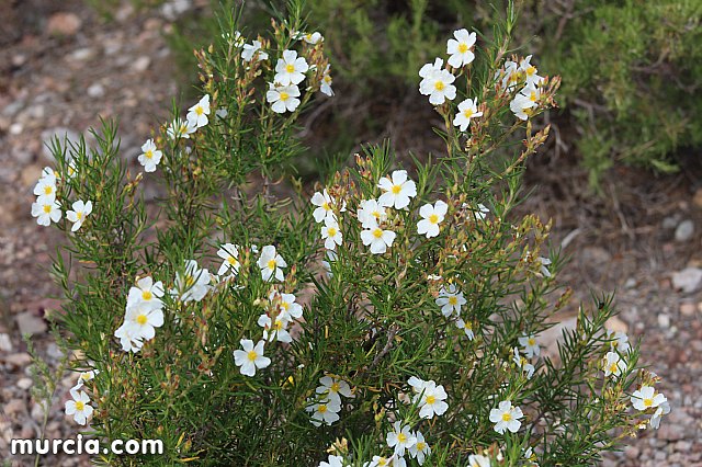 XVIII Bike Maraton Ciudad de Totana 2015 - 7