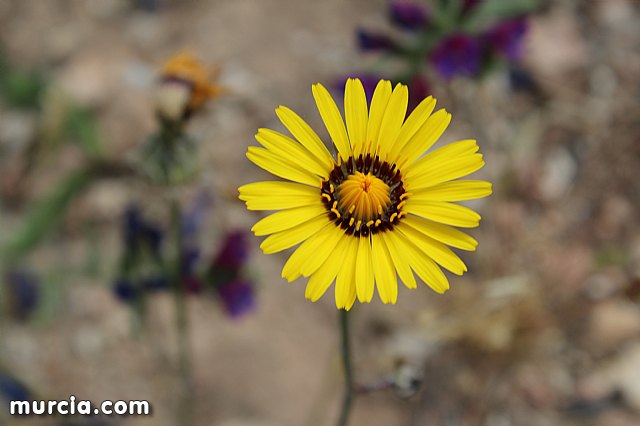 XVIII Bike Maraton Ciudad de Totana 2015 - 11