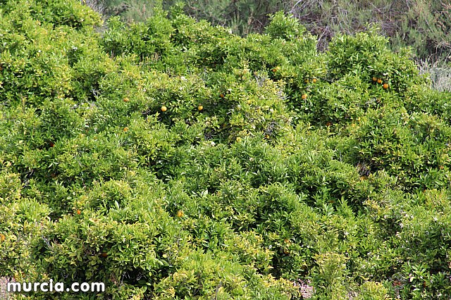 XVIII Bike Maraton Ciudad de Totana 2015 - 12