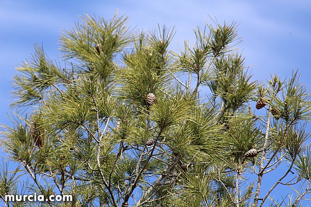 XVIII Bike Maraton Ciudad de Totana 2015 - 66