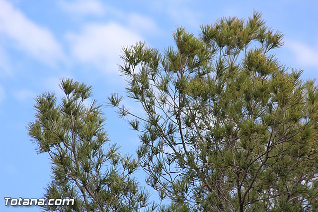 XIX Bike Maratn de BTT 