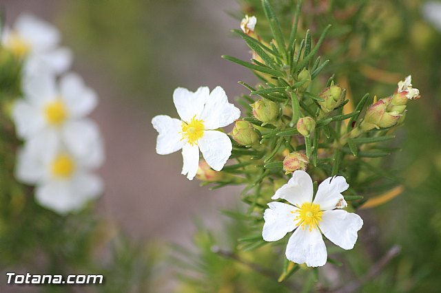 XIX Bike Maratn de BTT 