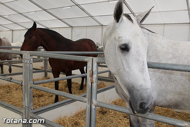 Feria Internacional del Caballo 2015 (Lorca) - 3