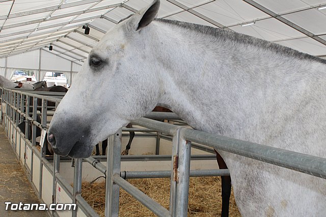 Feria Internacional del Caballo 2015 (Lorca) - 4