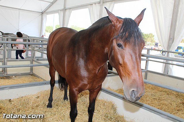 Feria Internacional del Caballo 2015 (Lorca) - 5