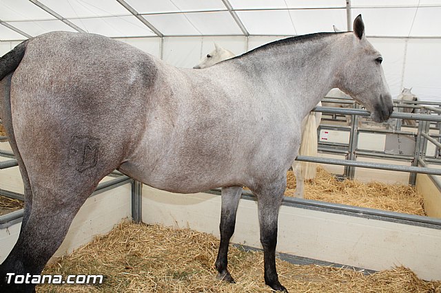 Feria Internacional del Caballo 2015 (Lorca) - 7