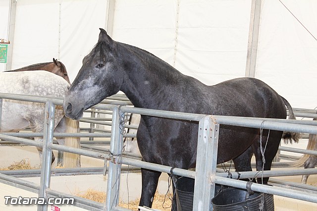 Feria Internacional del Caballo 2015 (Lorca) - 10