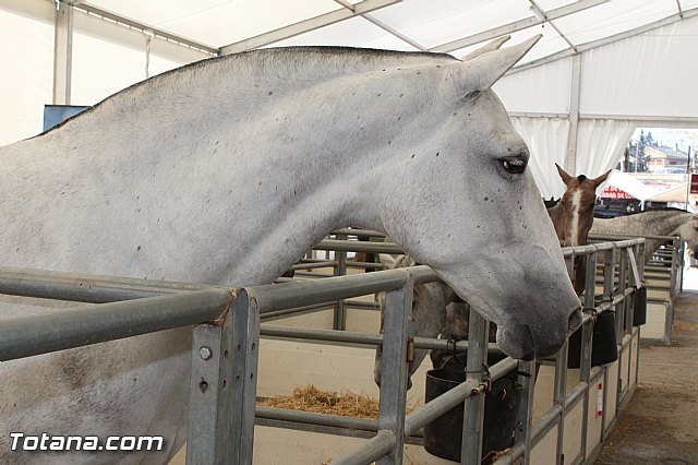 Feria Internacional del Caballo 2015 (Lorca) - 11