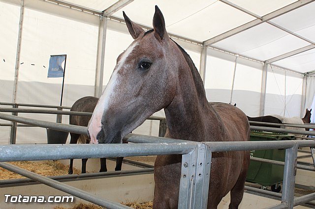 Feria Internacional del Caballo 2015 (Lorca) - 12