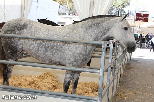Feria Internacional del Caballo 2015 (Lorca) - 13