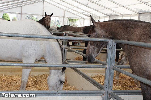 Feria Internacional del Caballo 2015 (Lorca) - 14