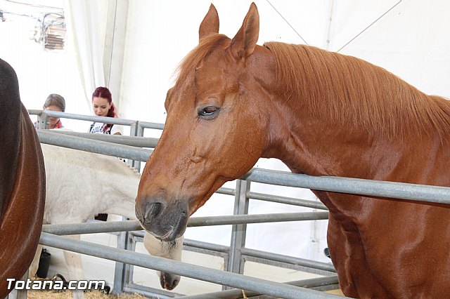 Feria Internacional del Caballo 2015 (Lorca) - 15