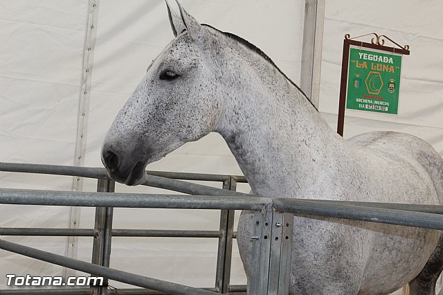 Feria Internacional del Caballo 2015 (Lorca) - 16