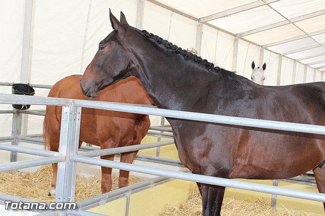 Feria Internacional del Caballo 2015 (Lorca) - 17