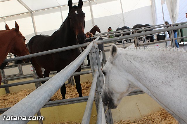 Feria Internacional del Caballo 2015 (Lorca) - 19