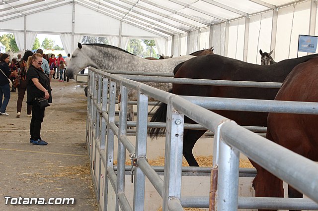 Feria Internacional del Caballo 2015 (Lorca) - 20