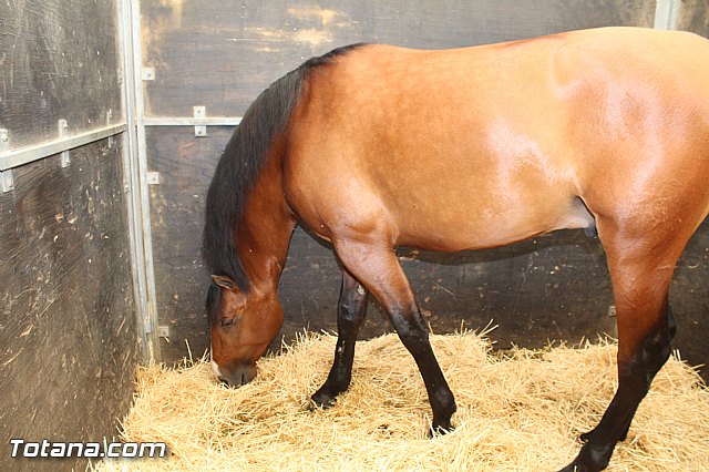 Feria Internacional del Caballo 2015 (Lorca) - 33