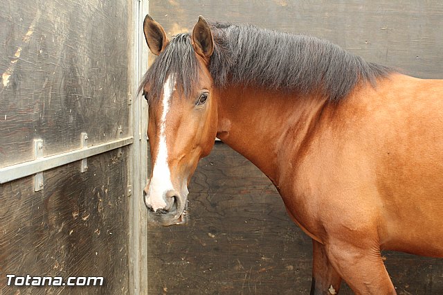 Feria Internacional del Caballo 2015 (Lorca) - 34