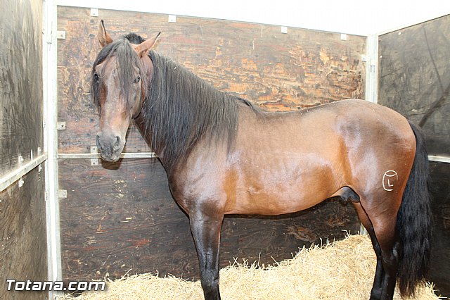 Feria Internacional del Caballo 2015 (Lorca) - 36