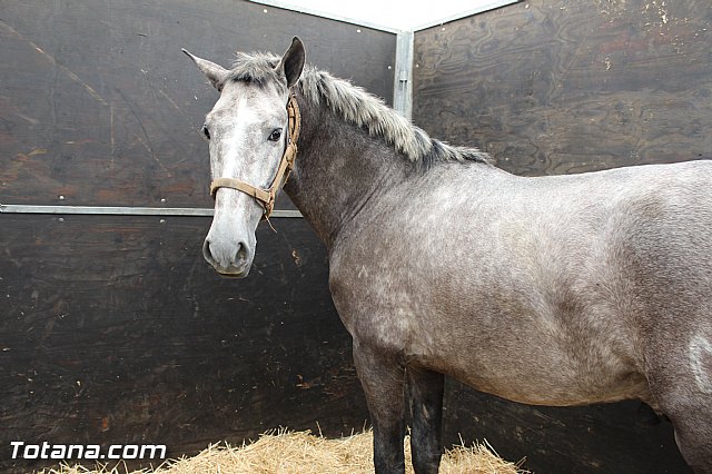 Feria Internacional del Caballo 2015 (Lorca) - 37