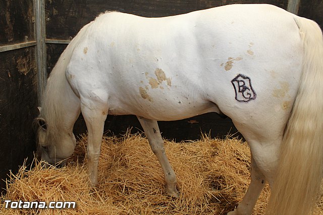 Feria Internacional del Caballo 2015 (Lorca) - 43