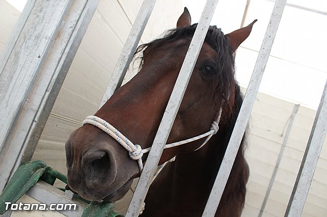 Feria Internacional del Caballo 2015 (Lorca) - 108