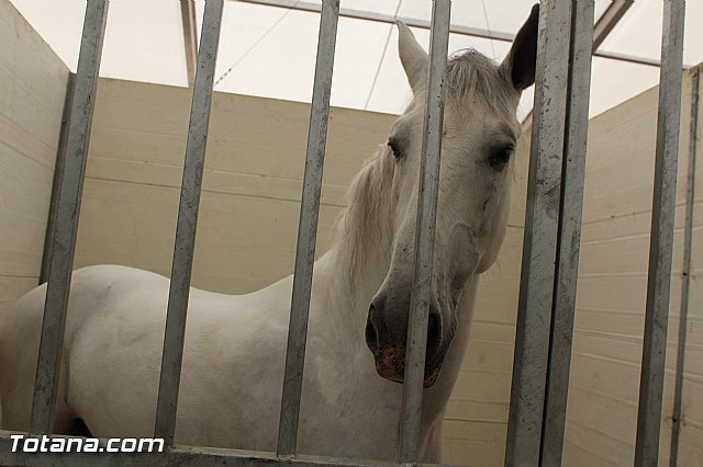Feria Internacional del Caballo 2015 (Lorca) - 110