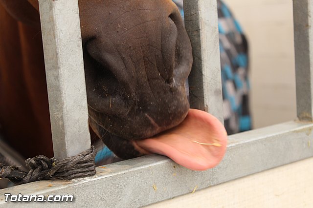 Feria Internacional del Caballo 2015 (Lorca) - 114