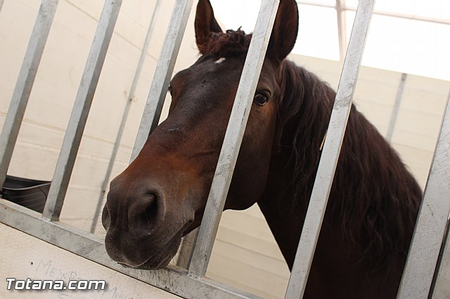 Feria Internacional del Caballo 2015 (Lorca) - 115