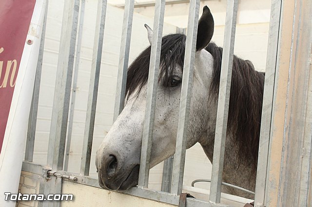 Feria Internacional del Caballo 2015 (Lorca) - 121