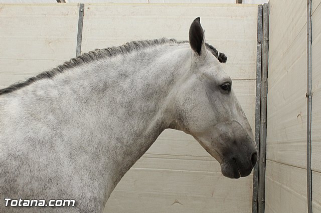 Feria Internacional del Caballo 2015 (Lorca) - 123