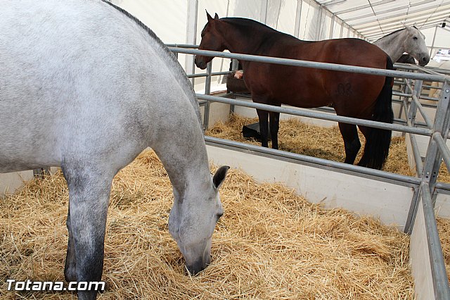 Feria Internacional del Caballo 2015 (Lorca) - 125