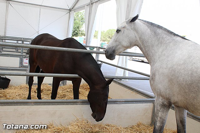 Feria Internacional del Caballo 2015 (Lorca) - 127