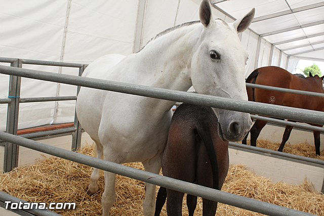 Feria Internacional del Caballo 2015 (Lorca) - 128