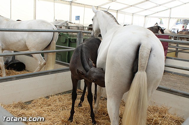Feria Internacional del Caballo 2015 (Lorca) - 129