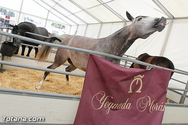 Feria Internacional del Caballo 2015 (Lorca) - 131