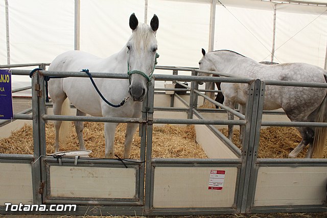 Feria Internacional del Caballo 2015 (Lorca) - 132