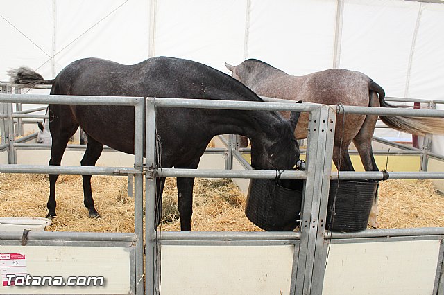 Feria Internacional del Caballo 2015 (Lorca) - 133