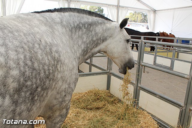 Feria Internacional del Caballo 2015 (Lorca) - 134