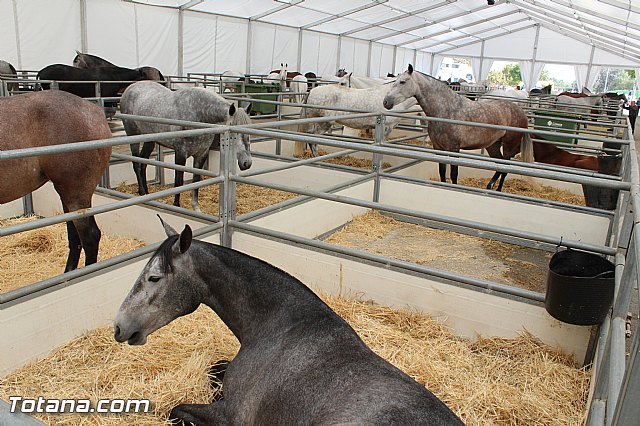 Feria Internacional del Caballo 2015 (Lorca) - 135