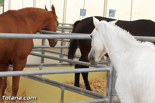 Feria Internacional del Caballo 2015 (Lorca) - 137
