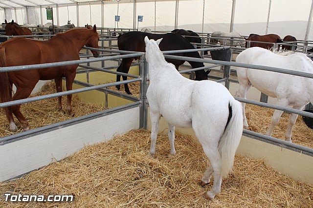 Feria Internacional del Caballo 2015 (Lorca) - 138