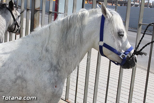 Feria Internacional del Caballo 2015 (Lorca) - 142