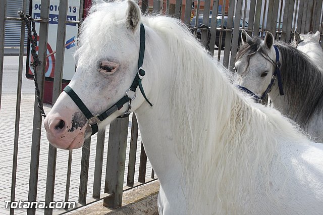 Feria Internacional del Caballo 2015 (Lorca) - 143