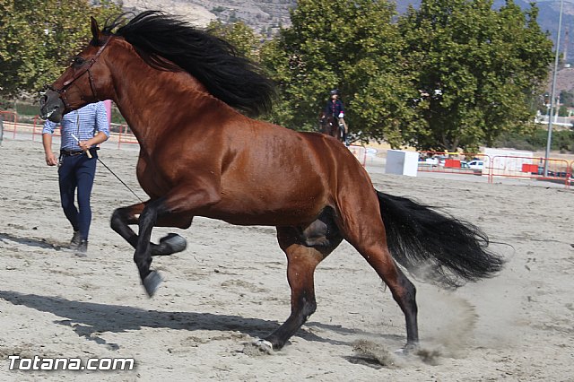 Feria Internacional del Caballo 2015 (Lorca) - 150