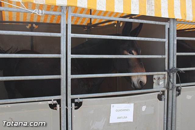 Feria Internacional del Caballo 2015 (Lorca) - 153
