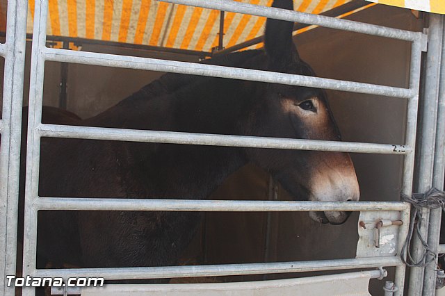 Feria Internacional del Caballo 2015 (Lorca) - 154