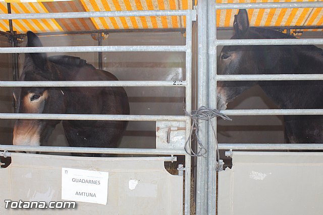 Feria Internacional del Caballo 2015 (Lorca) - 155