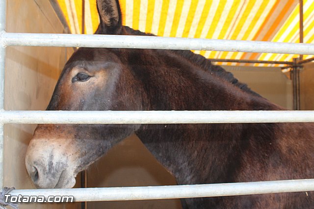 Feria Internacional del Caballo 2015 (Lorca) - 156