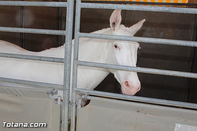 Feria Internacional del Caballo 2015 (Lorca) - 157
